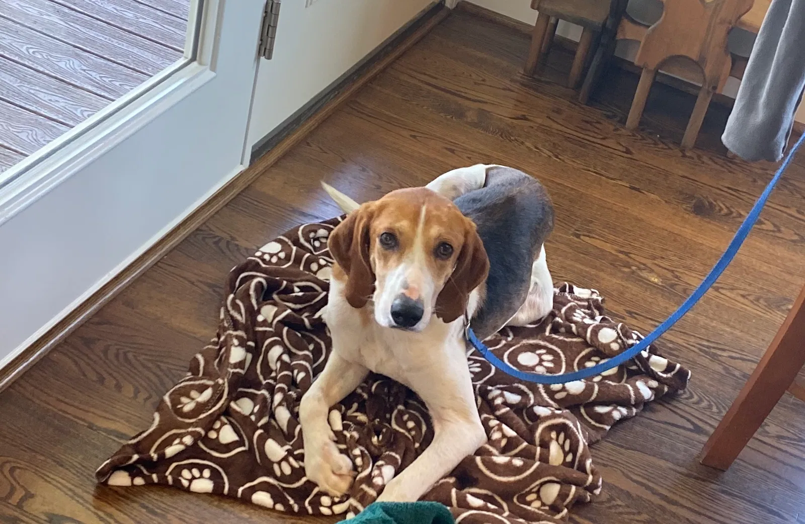 Lost dog in Charlottesville, VA, 22911