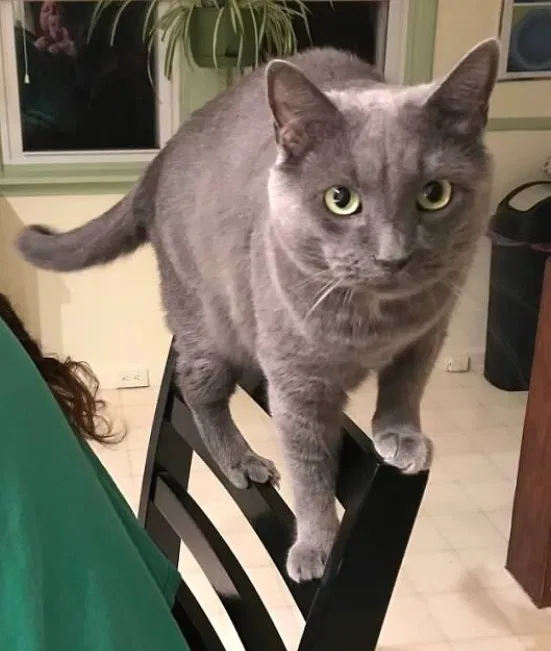 Lost cat in Enola, PA, 17025
