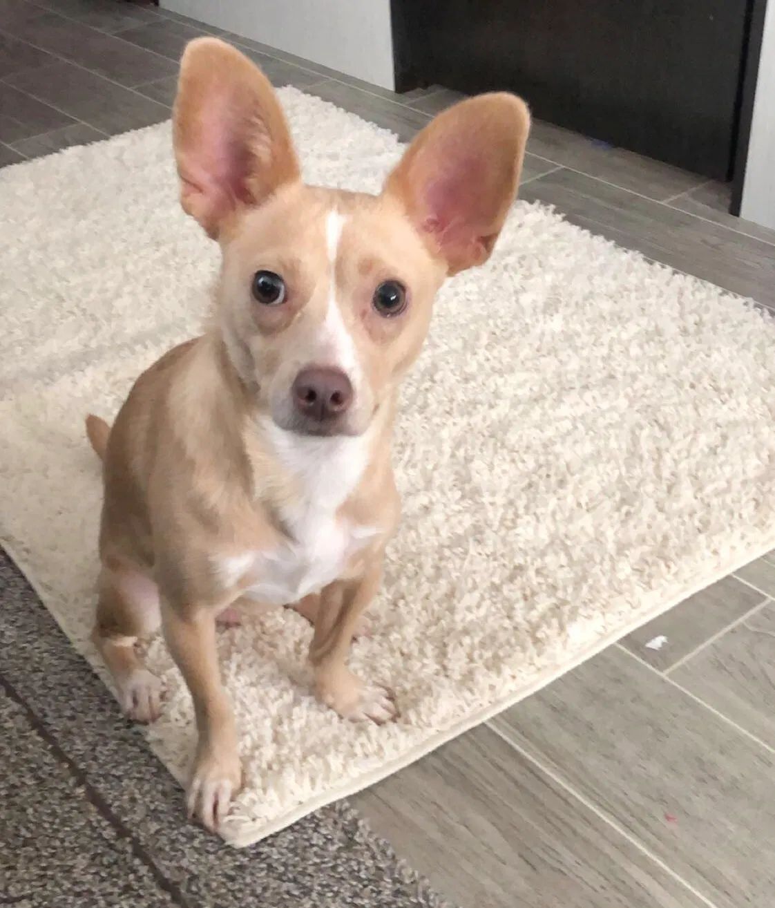 Lost dog in Brownsville, TX, 78521