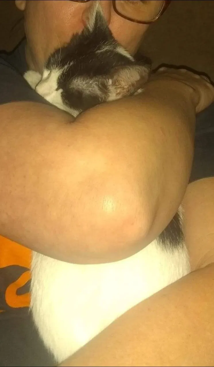 Lost cat in Palm Bay, FL, 32909