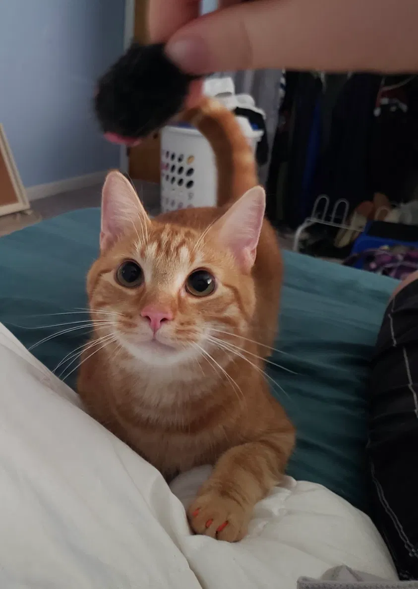 Lost cat in Cincinnati, OH, 45215