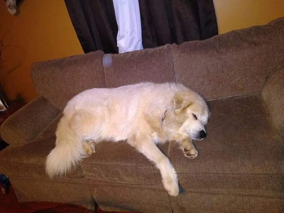 Lost dog in Piedmont, SC, 29673