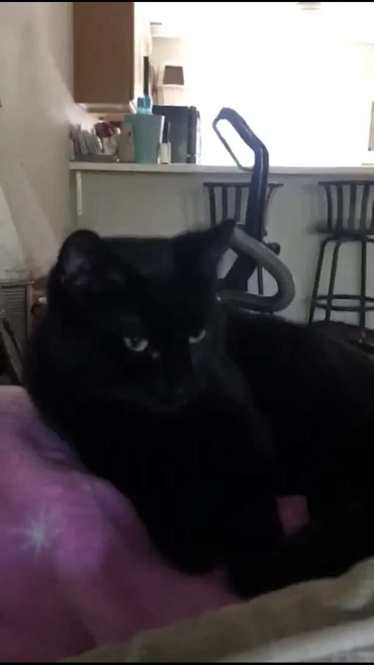 Lost cat in Lakewood, NJ, 8701