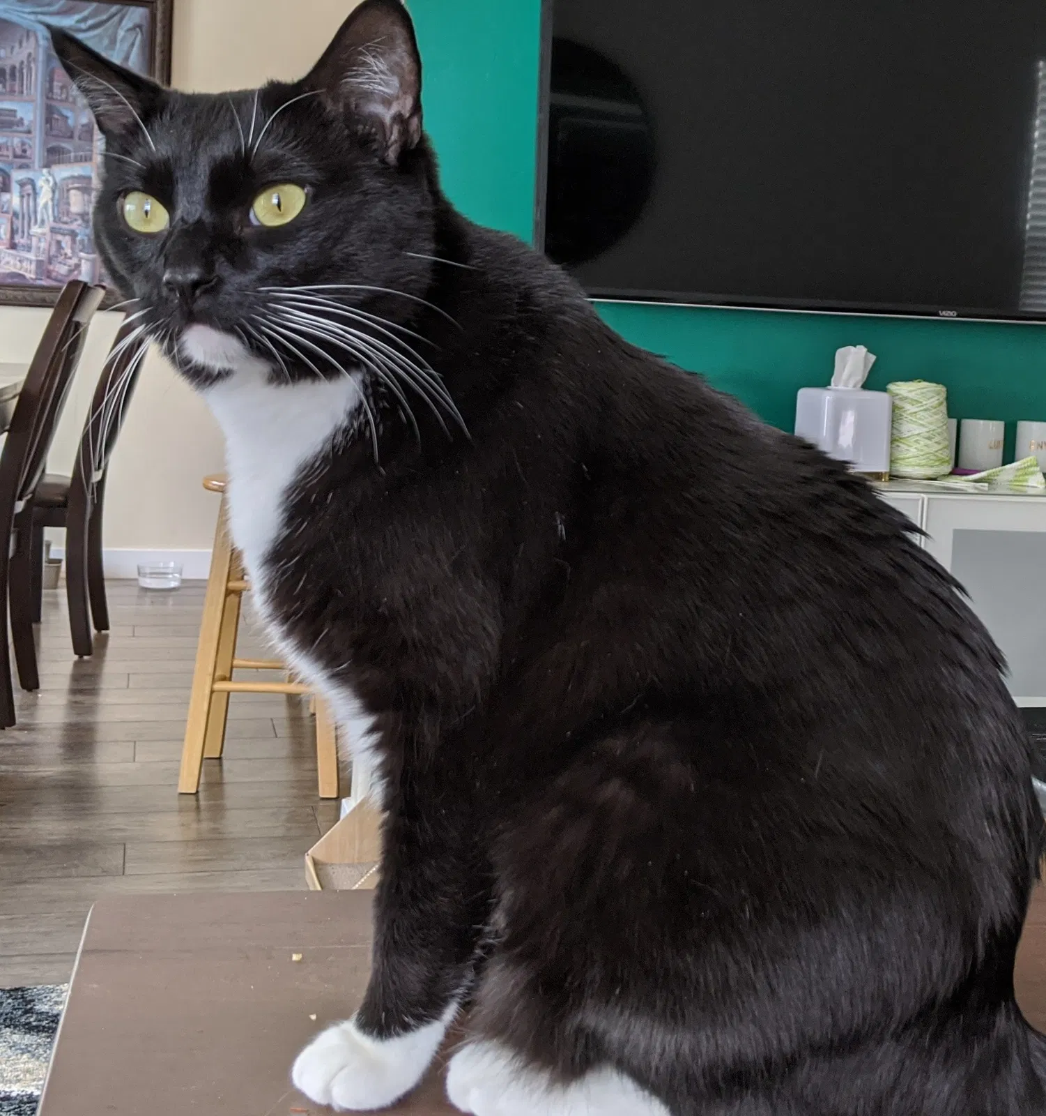 Lost cat in Riverton, UT, 84065