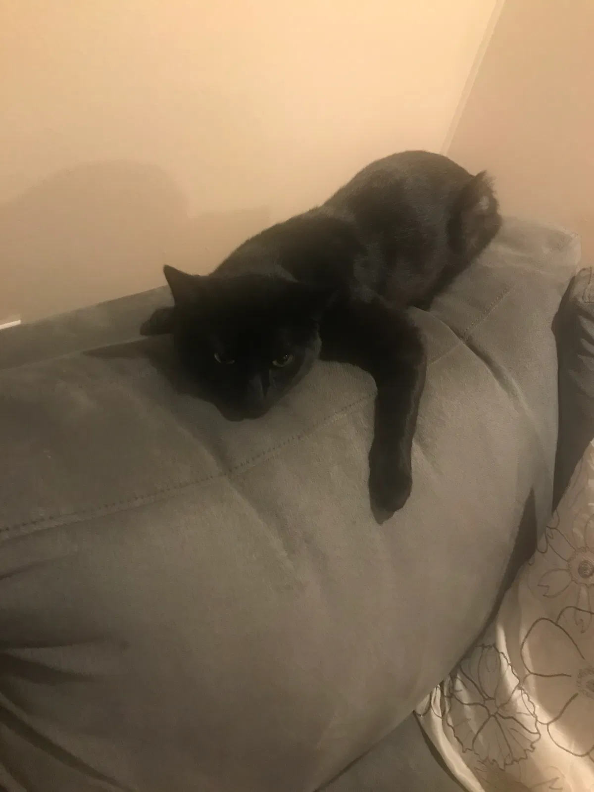 Lost cat in Lynnwood, WA, 98036