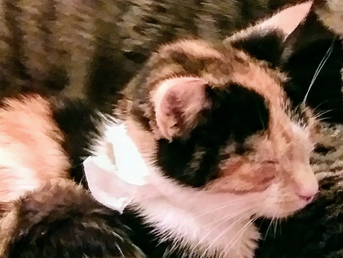 Lost cat in Maitland, FL, 32751