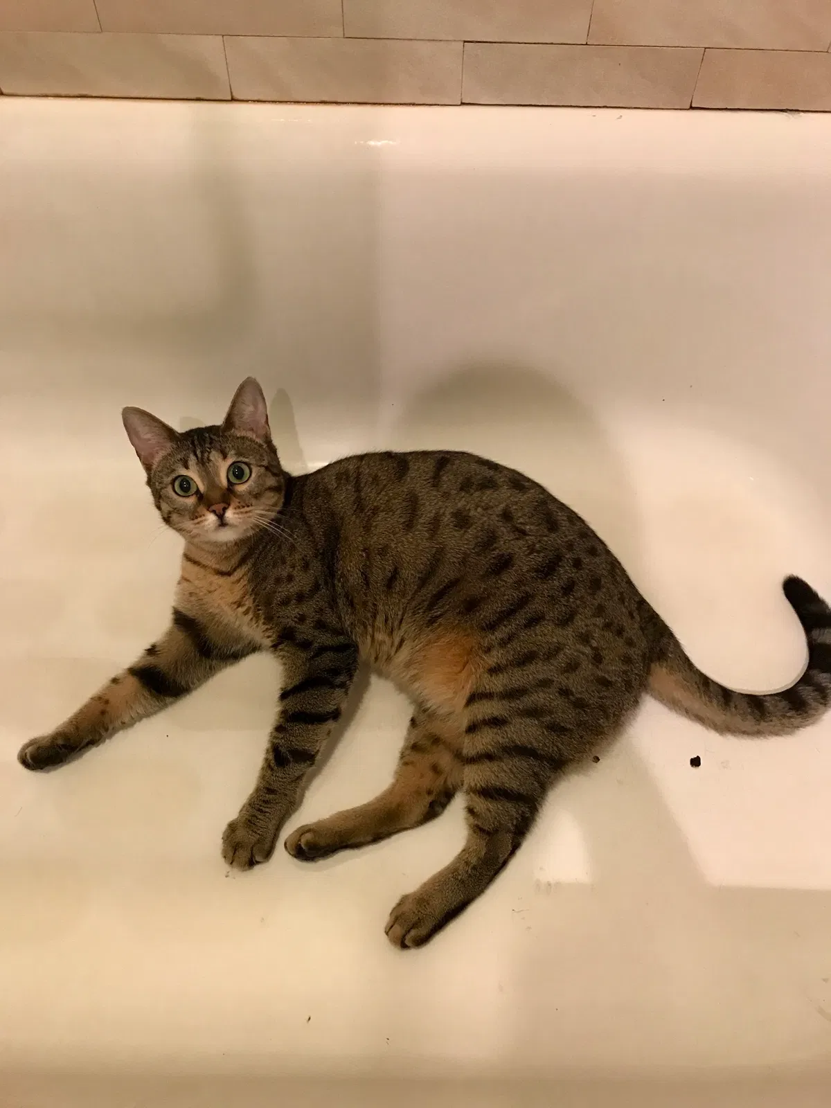Lost cat in Clifton, NJ, 7014