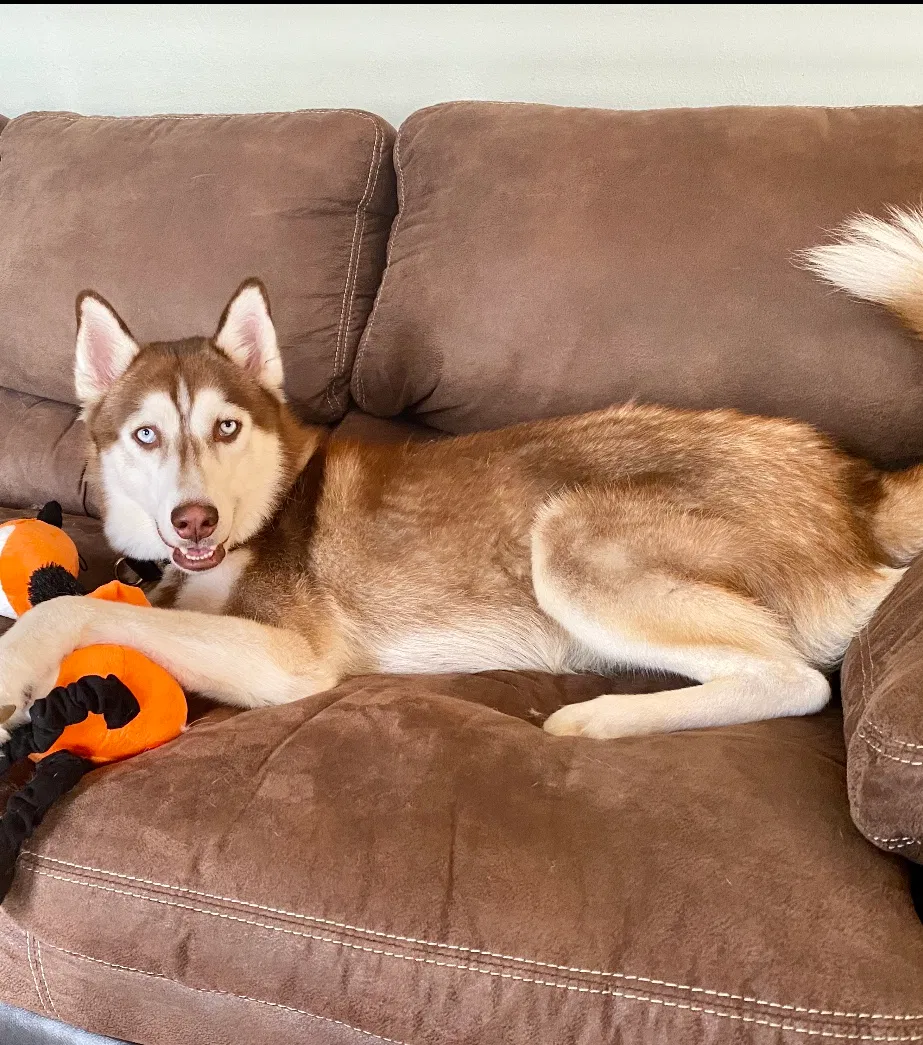 Lost dog in Rome, GA, 30161