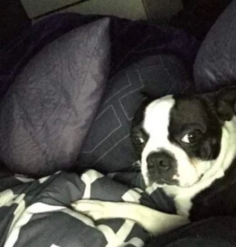 Lost dog in Odessa, TX, 79763