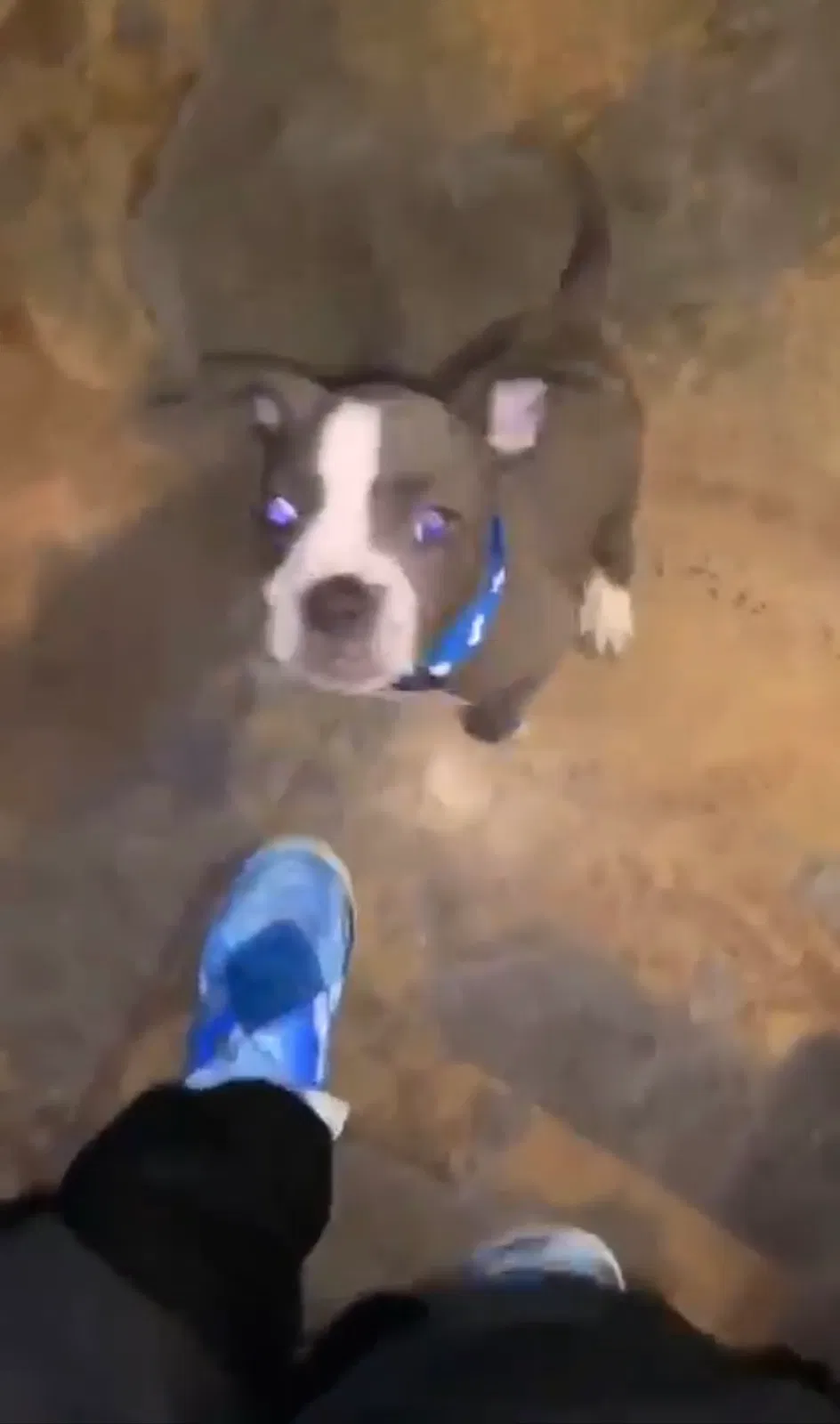 Lost dog in Killeen, TX, 76543