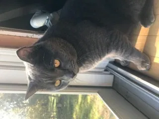 Lost cat in Essex Junction, VT, 5452