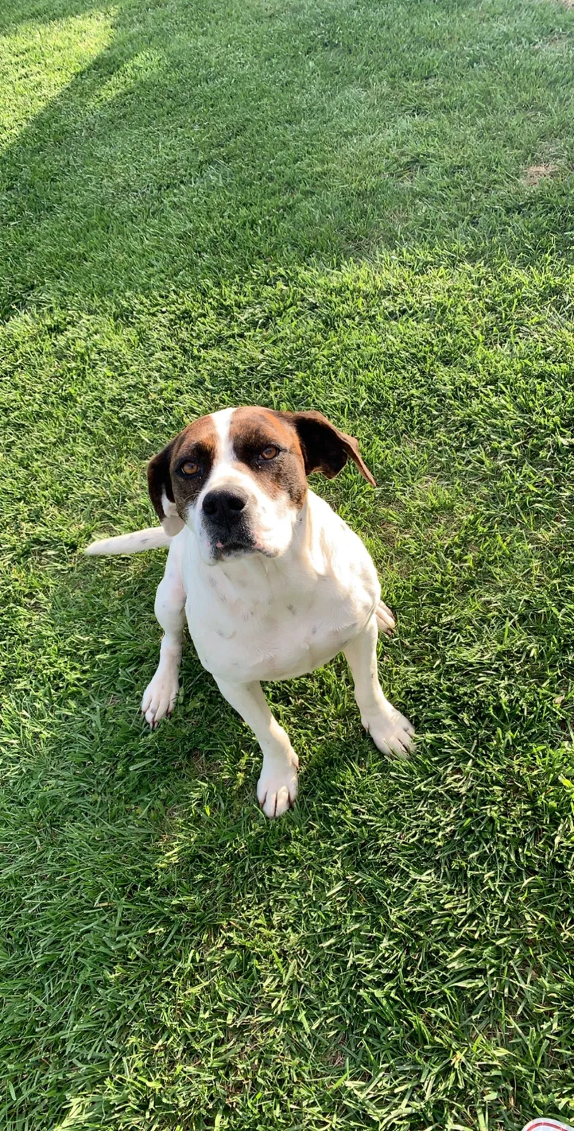 Lost dog in Wirtz, VA, 24184