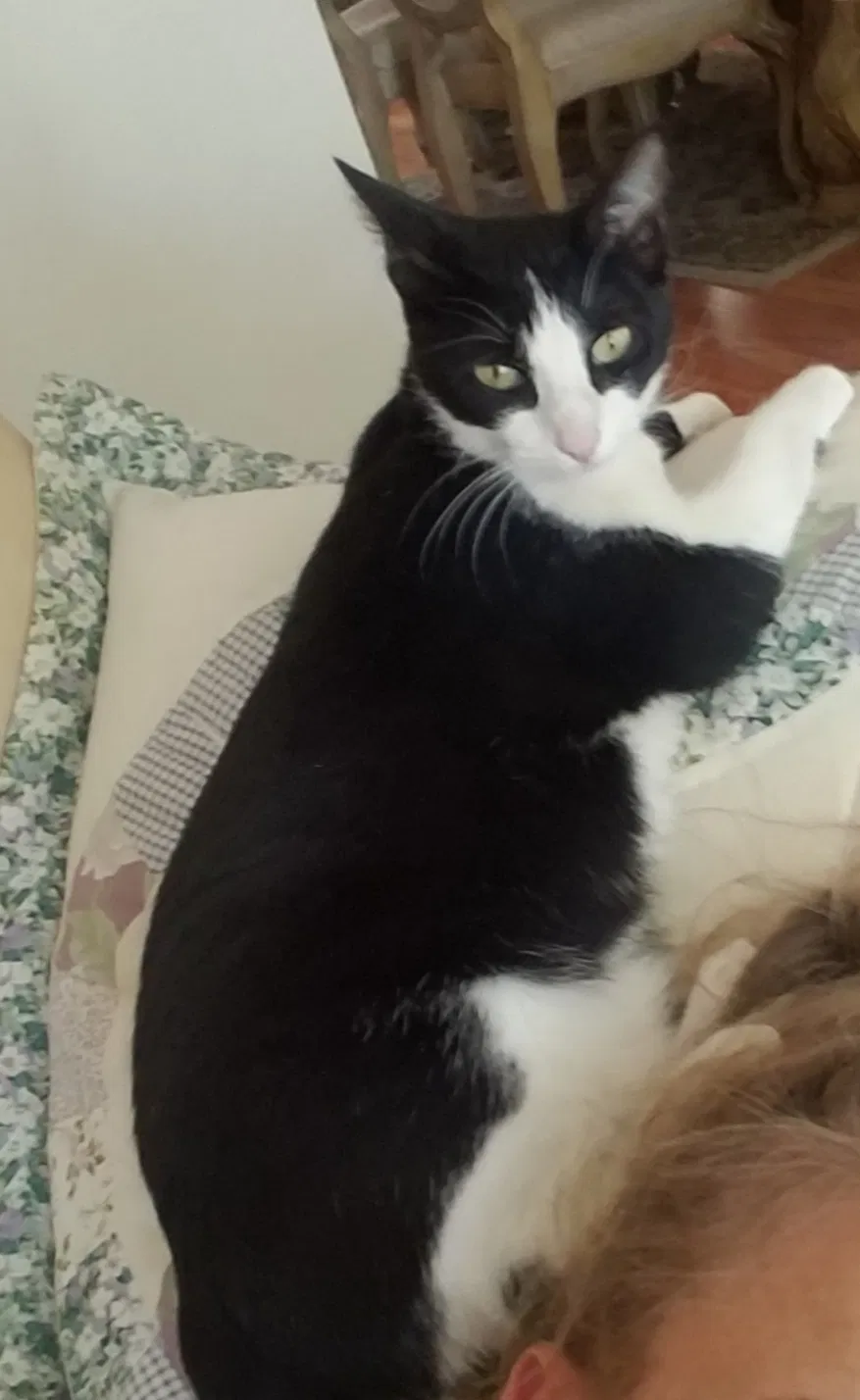Lost cat in Santa Ana, CA, 92705