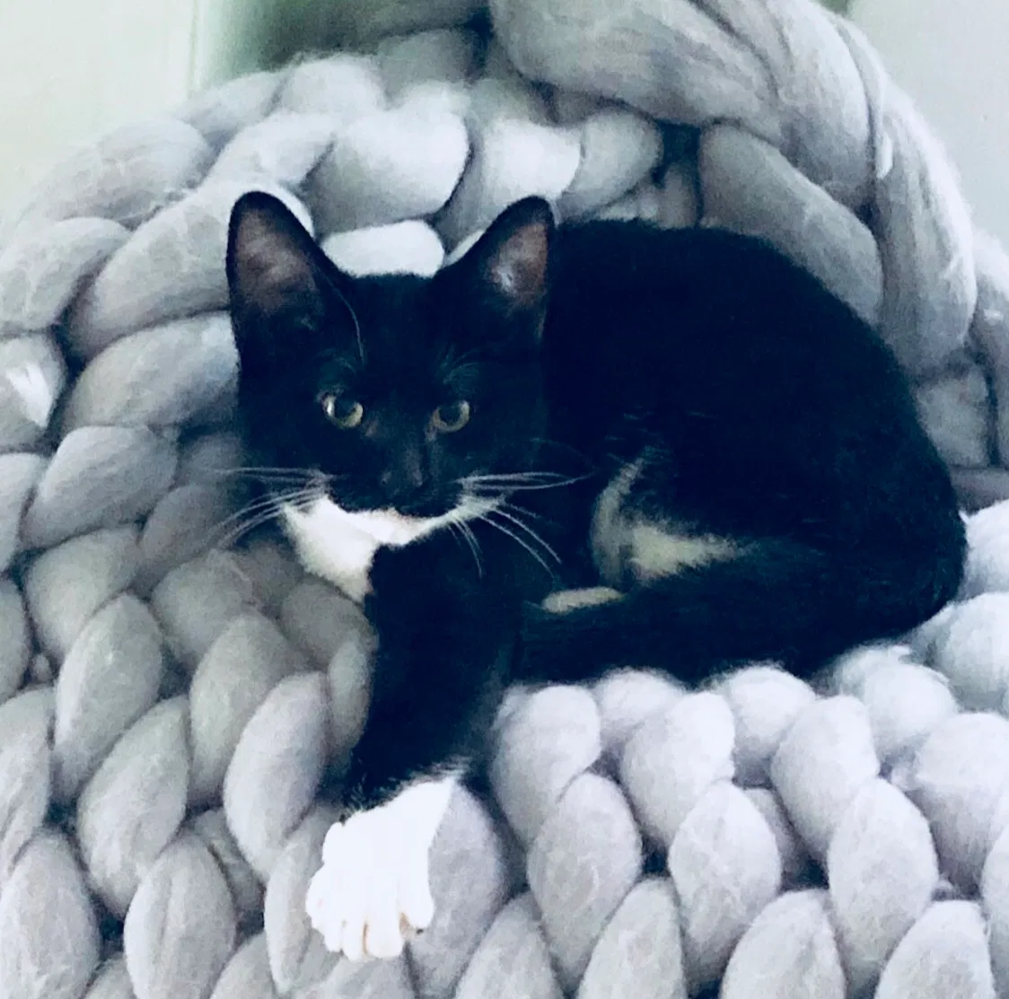 Lost cat in Chicago, IL, 60647