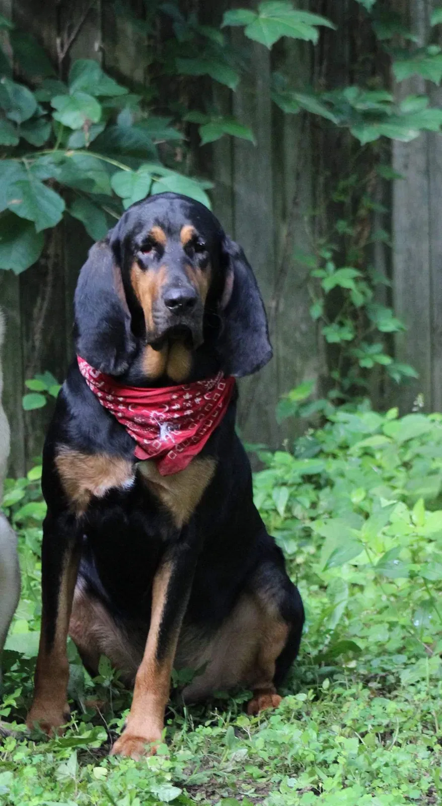 Lost dog in North Webster, IN, 46555