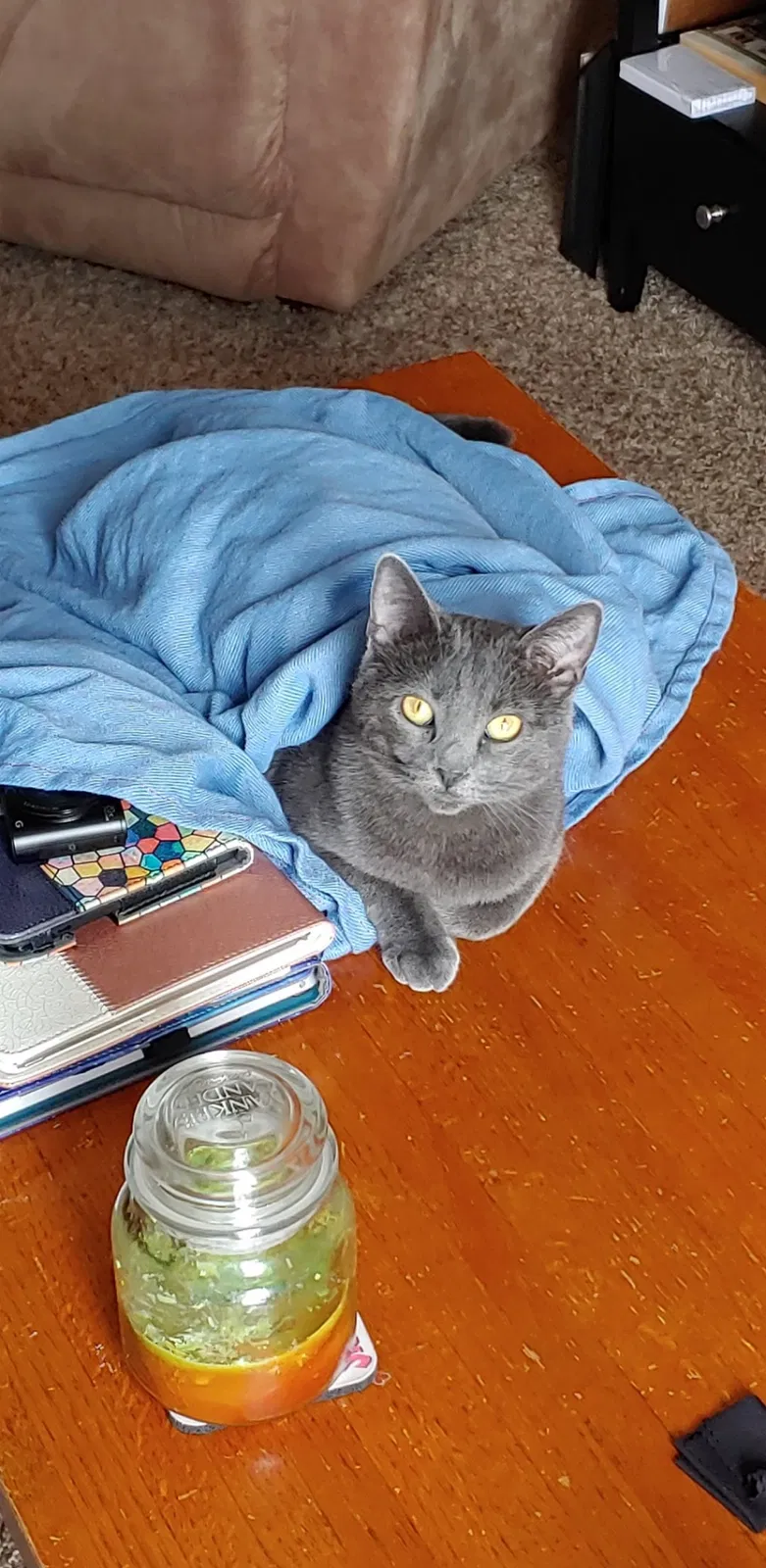 Lost cat in Sioux Falls, SD, 57106