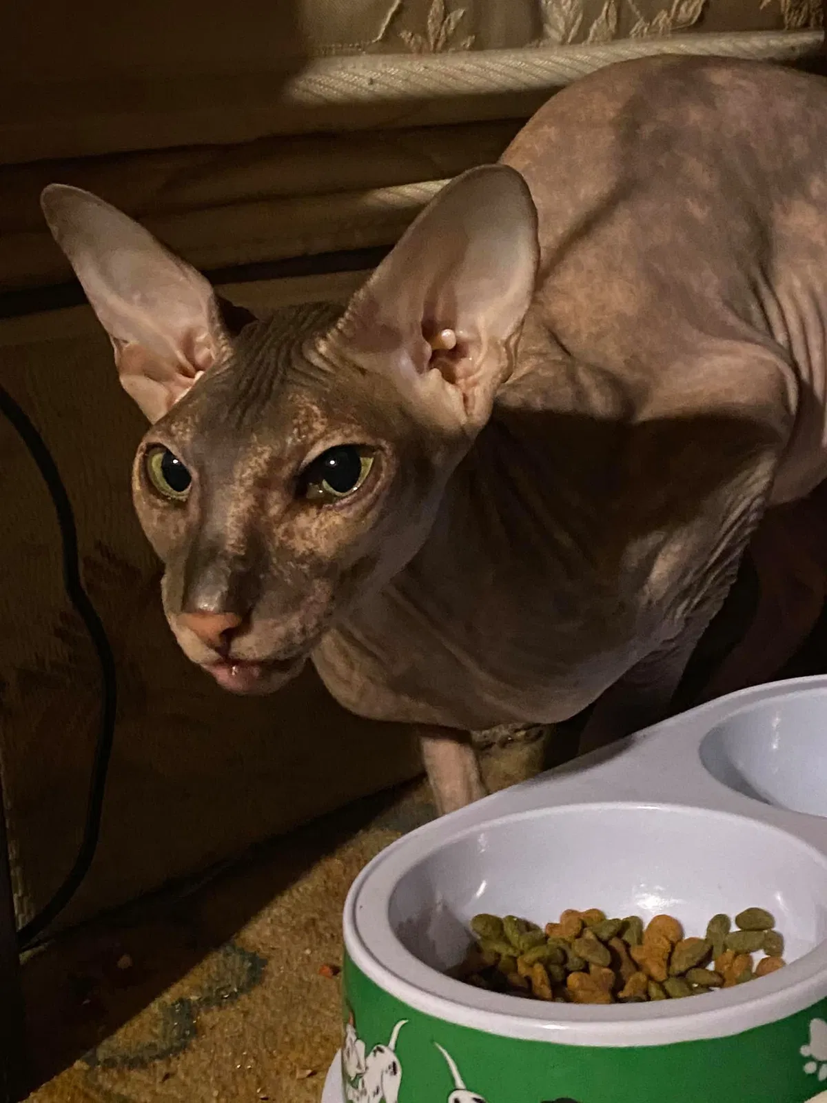 Lost cat in Jackson Heights, NY, 11372