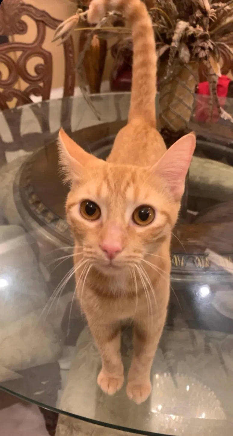 Lost cat in Mcallen, TX, 78501