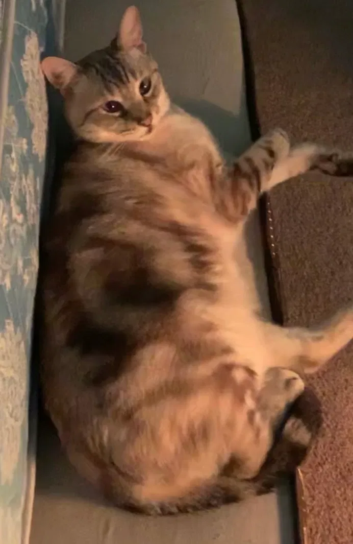 Lost cat in Chula Vista, CA, 91910