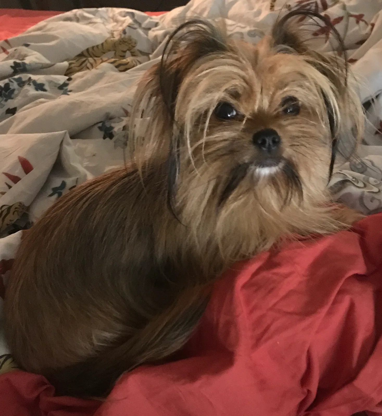 Lost dog in Richmond, VA, 23234