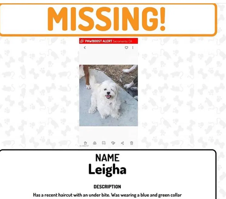 Lost dog in Sacramento, CA, 95815