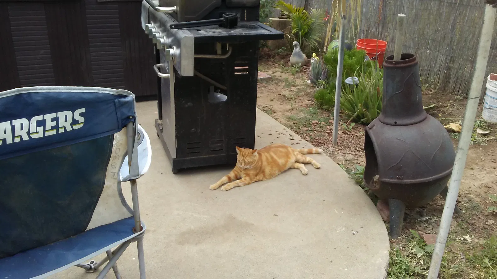 Lost cat in Escondido, CA, 92029