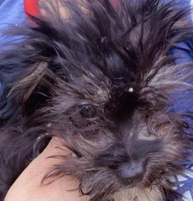 Lost dog in North Richland Hills, TX, 76180
