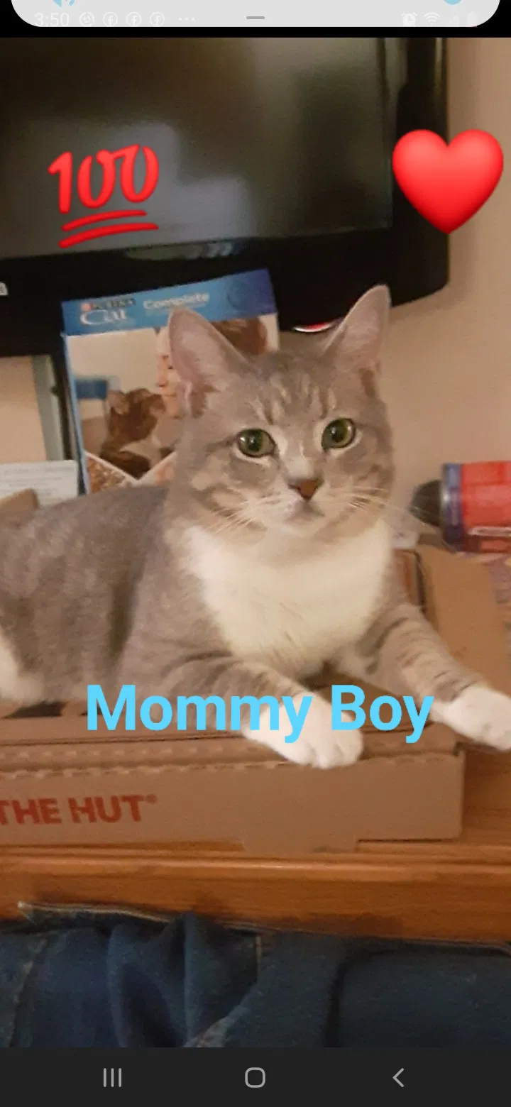 Lost cat in Beckley, WV, 25801