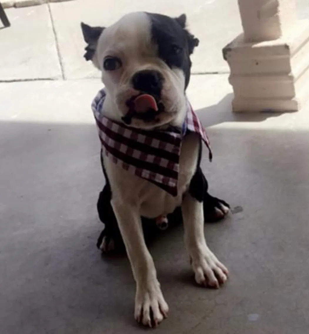 Lost dog in El Paso, TX, 79912
