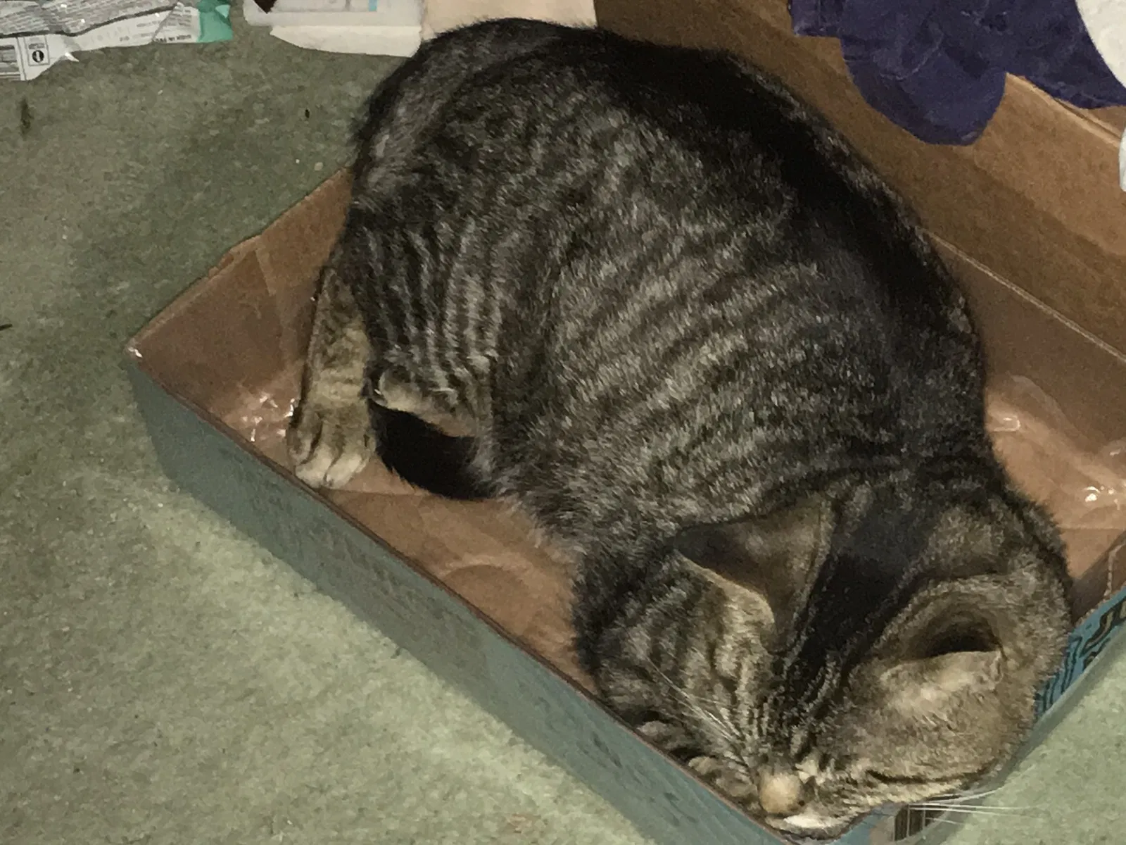 Lost cat in Trevor, WI, 53179