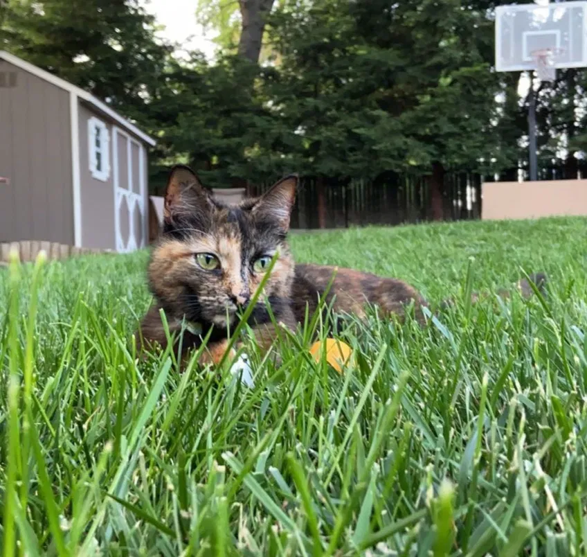 Lost cat in Roseville, CA, 95661