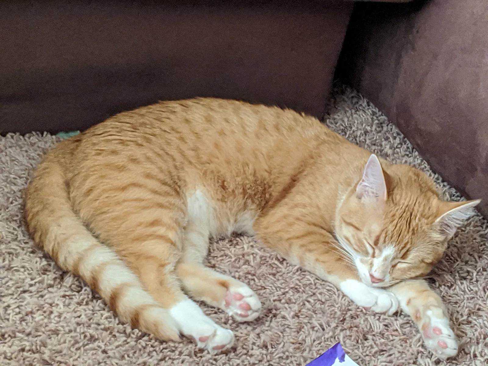 Lost cat in Shakopee, MN, 55379