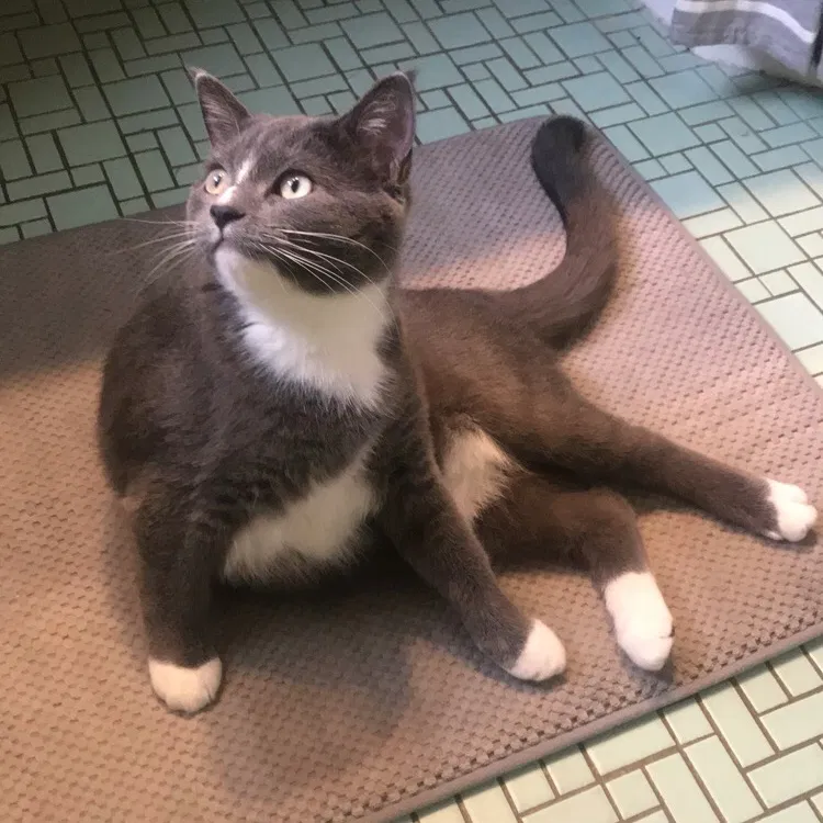 Lost cat in Wyoming, MN, 55092