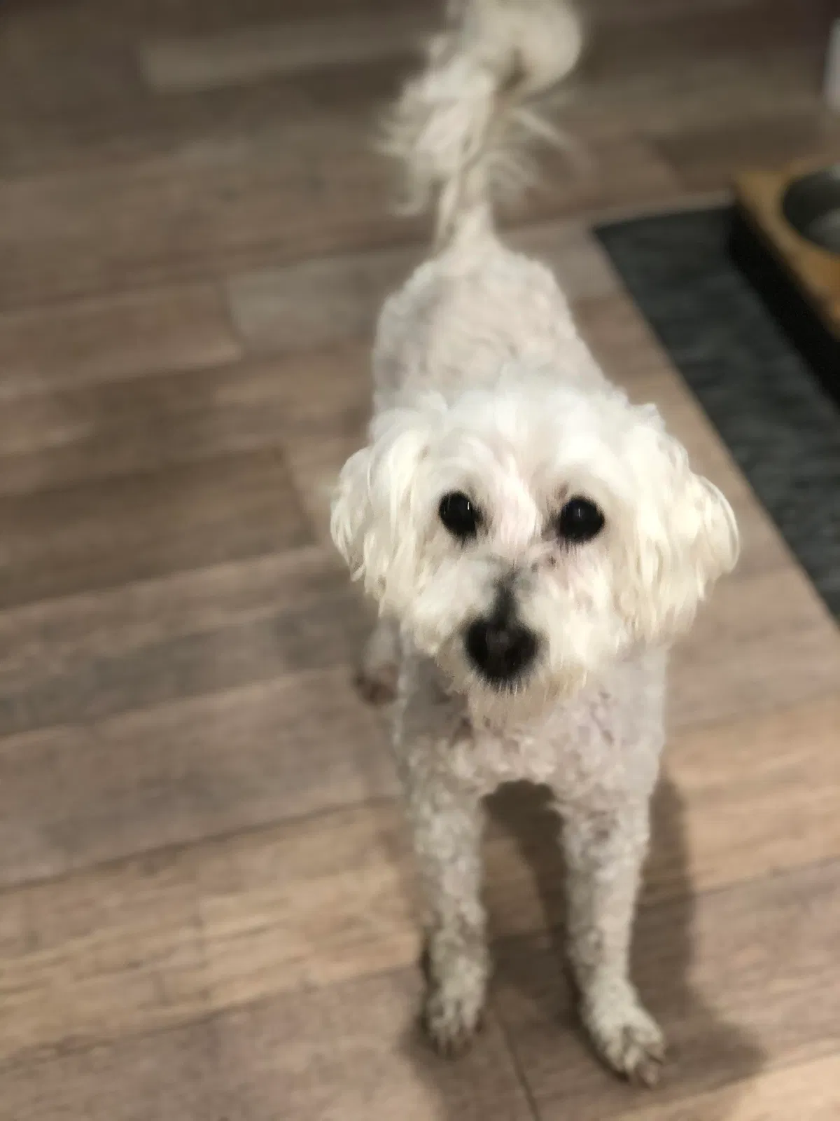 Lost dog in Los Angeles, CA, 90044