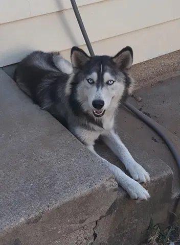 Lost dog in Fort Worth, TX, 76111