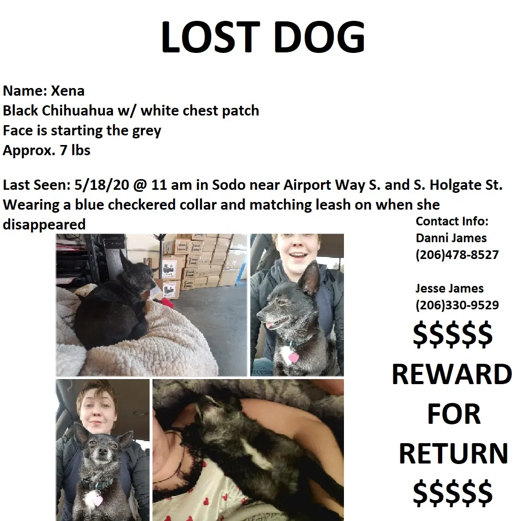 Lost dog in Seattle, WA, 98134