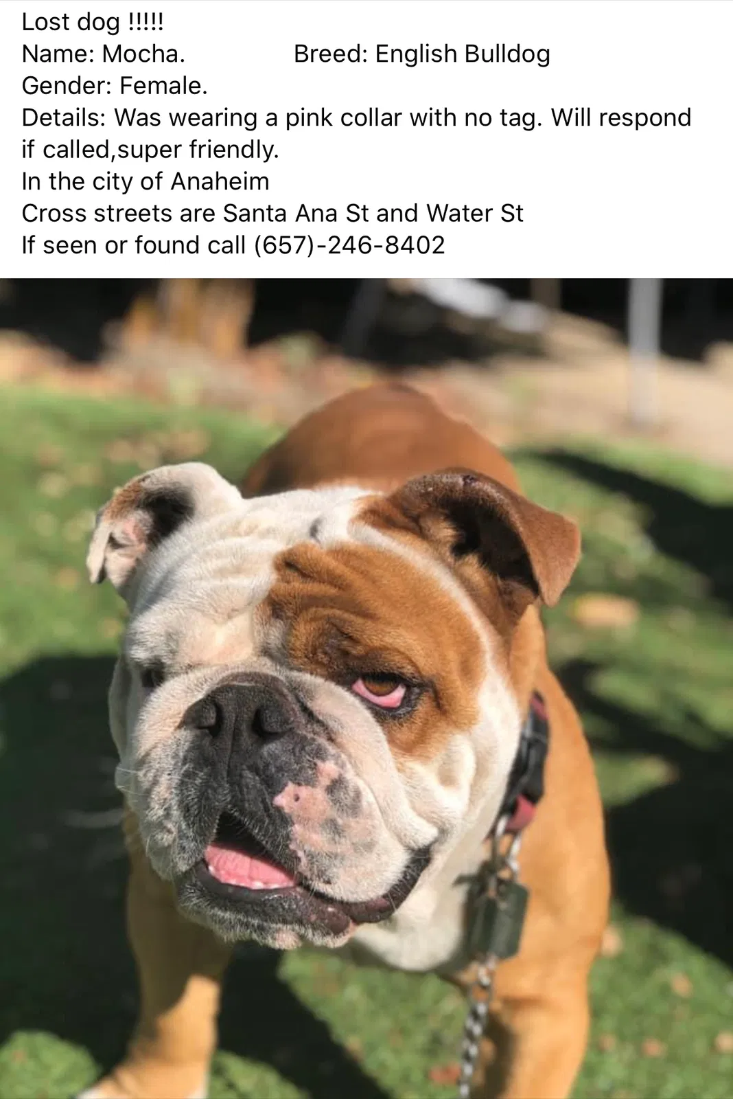 Lost dog in Anaheim, CA, 92805