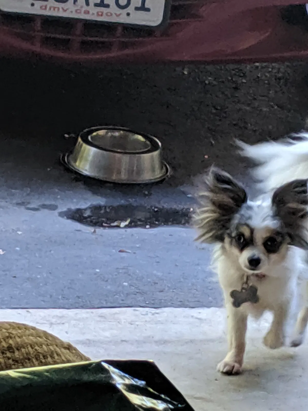 Lost dog in Oakland, CA, 94603
