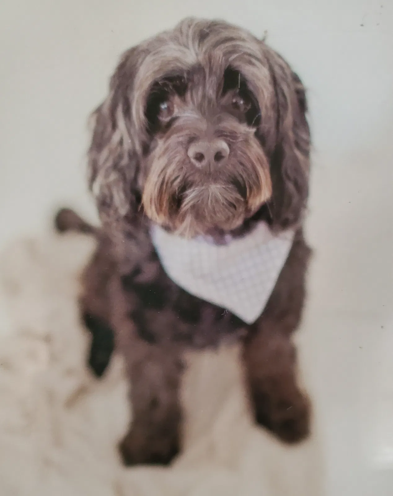 Lost dog in San Bernardino, CA, 92405