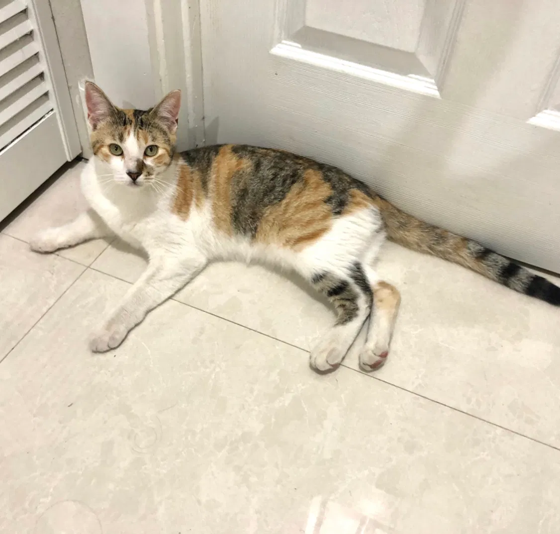 Lost cat in Miami, FL, 33187