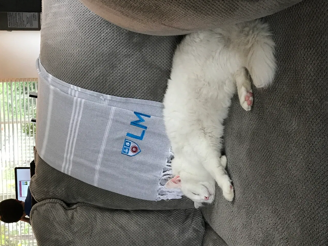 Lost cat in Murrieta, CA, 92562