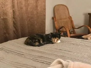 Lost cat in Birmingham, AL, 35211