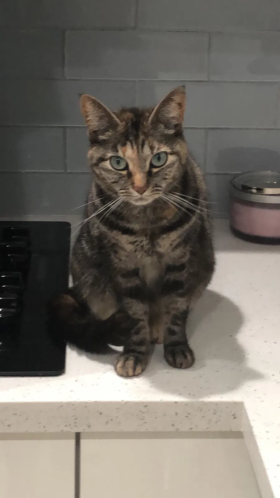 Lost cat in Opa Locka, FL, 33055