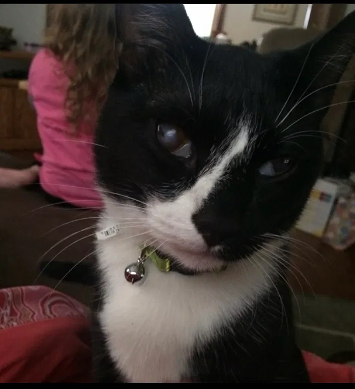 Lost cat in Schenectady, NY, 12306