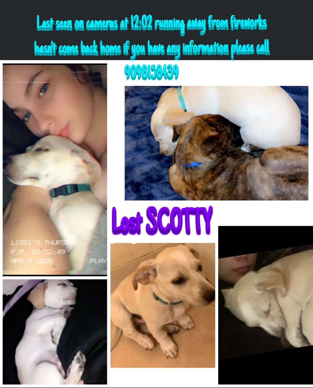 Lost dog in San Bernardino, CA, 92410