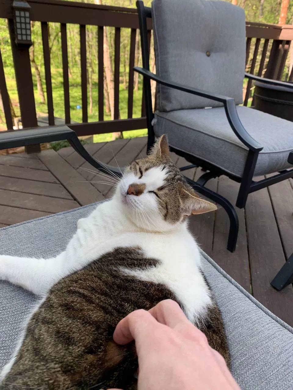 Lost cat in Huntersville, NC, 28078