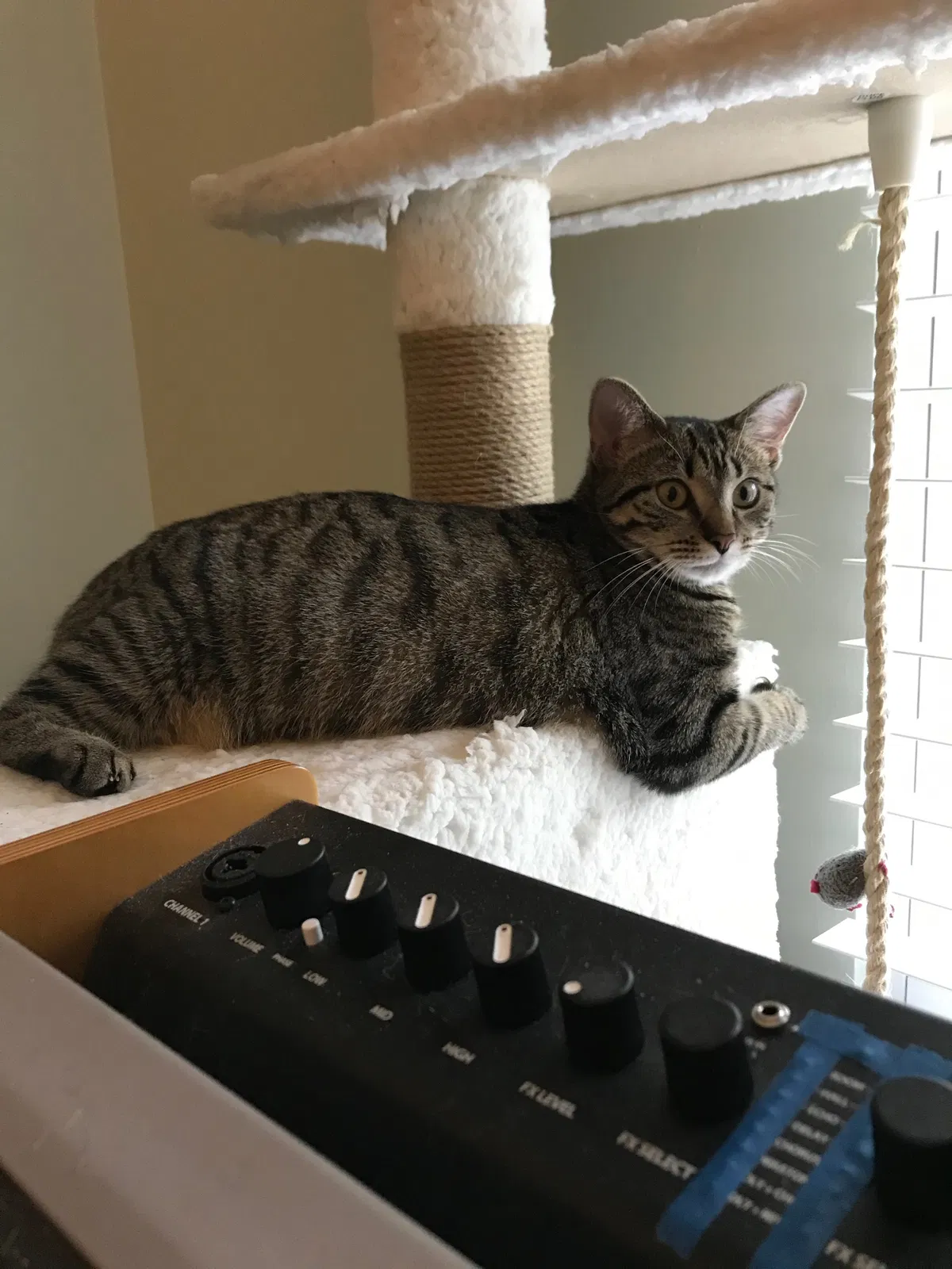 Lost cat in Charlotte, NC, 28278