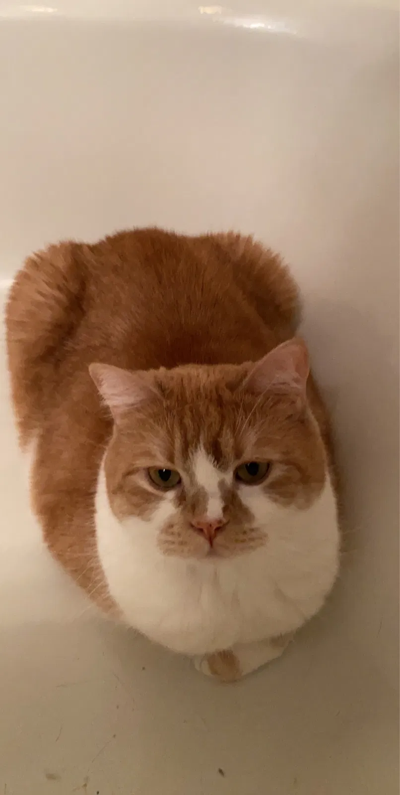 Lost cat in Santaquin, UT, 84655