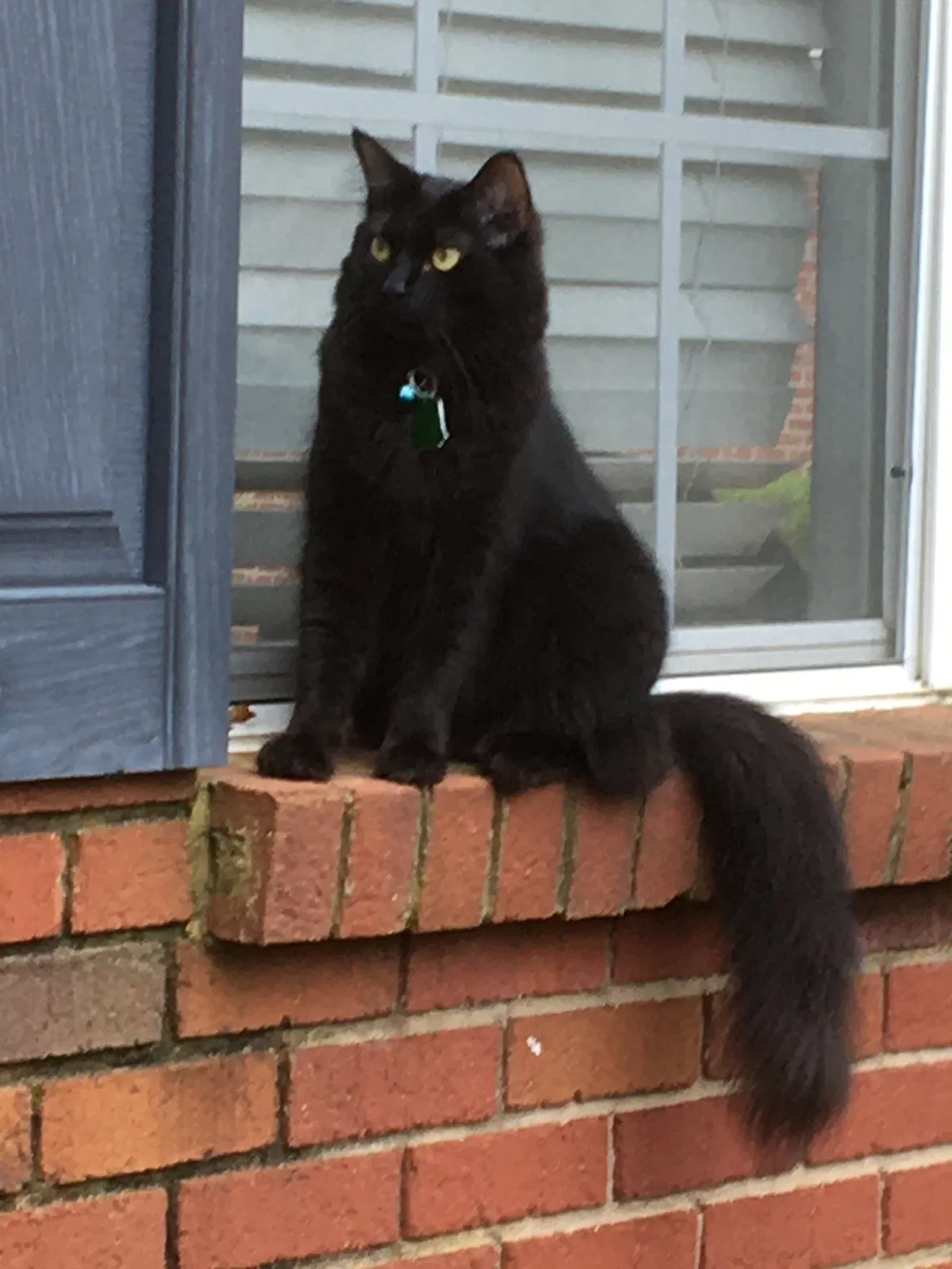 Lost cat in Camden, SC, 29020