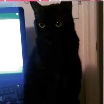 Found cat in Knoxville, TN, 37912